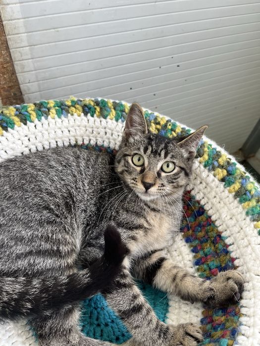 Oliver- Gatinho para Adoção