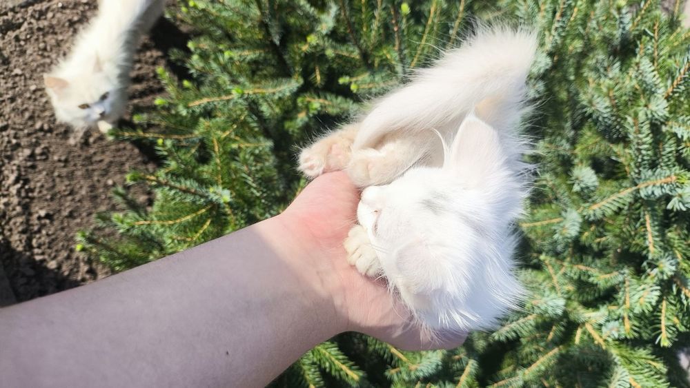 Кошеня-дівчинка  ангора турецька