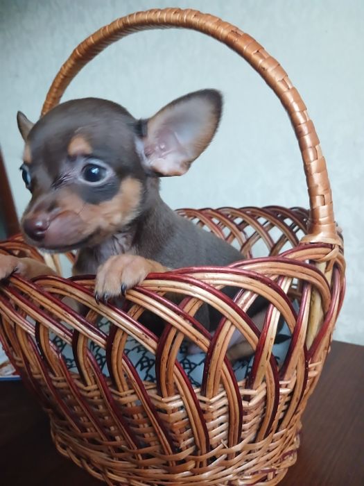 Красиві чистокровні той-тер'єри