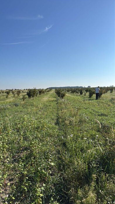 Продам фундук з власного саду, врожай 2026, опт і роздріб