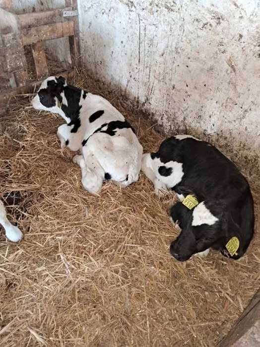 Cielak cielęta od 1500zł