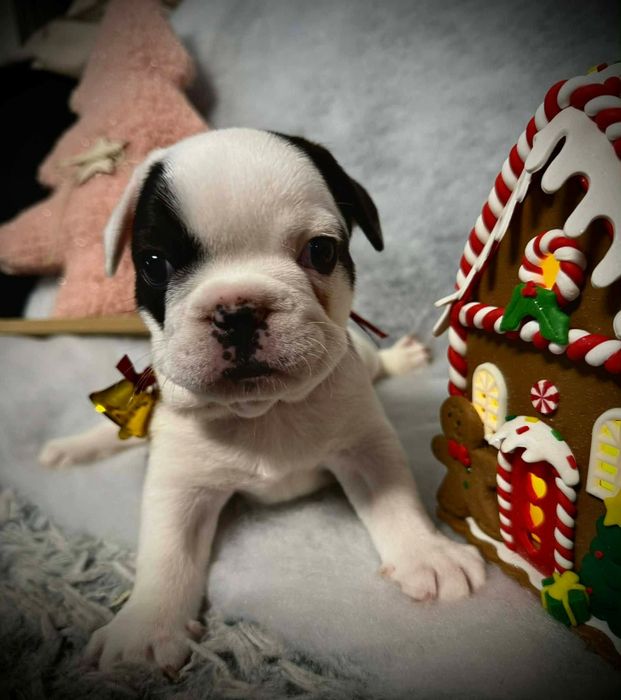 Buldog francuski- gotowy do odbioru