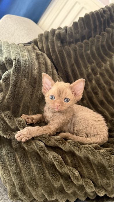Kotka Devon Rex Zarezerwowana