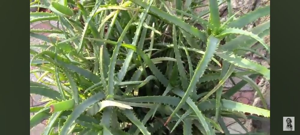 алоє хлорофітум традисканція фікус