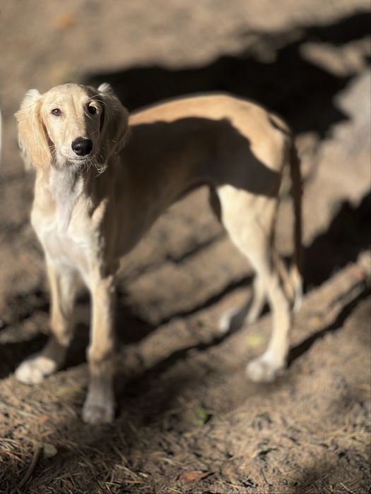 Chary perski saluki  ZkwP ,FCI