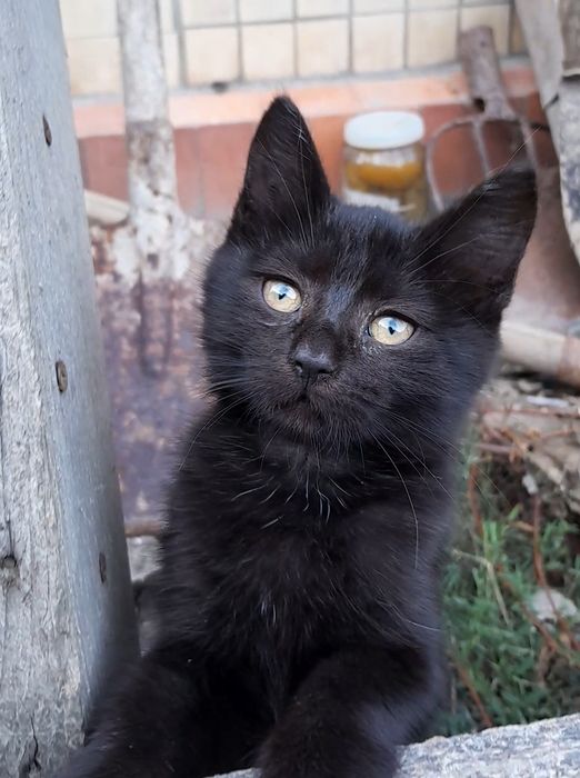 Чорне блискуче кошеня у добрі руки