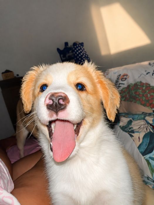 Cao para doar 3 meses