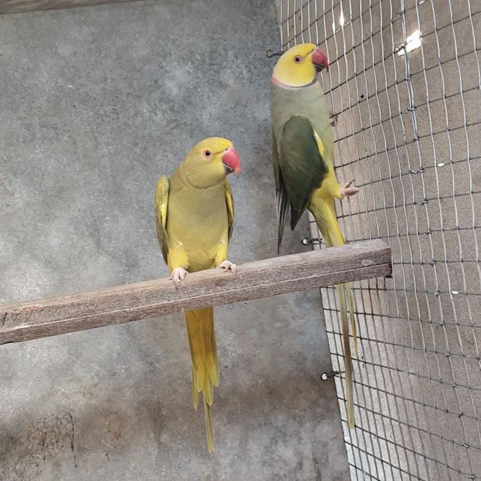 Casal ring necks adulto