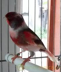 Vendo canarios arlequin português com poupa