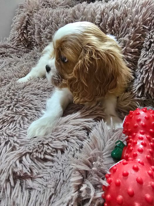 Cavalier king charles spaniel ,ZKwP FCI- piesek