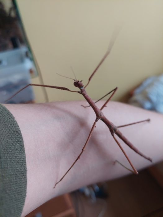 Jajeczka patyczak rogaty