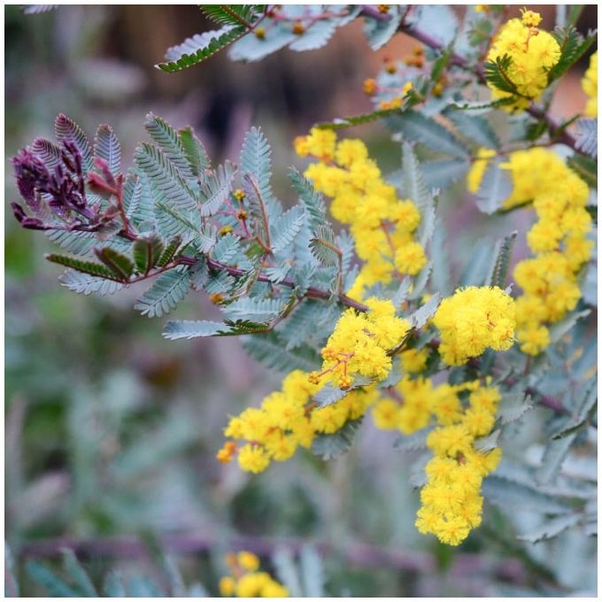 Akacja Purpurowa o żółtych kwiatach (Acacia Baileyana Purpurea)