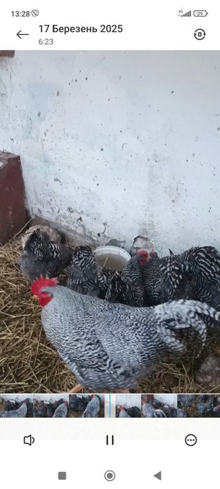 Інкубаційне яйце курей Амрокс.