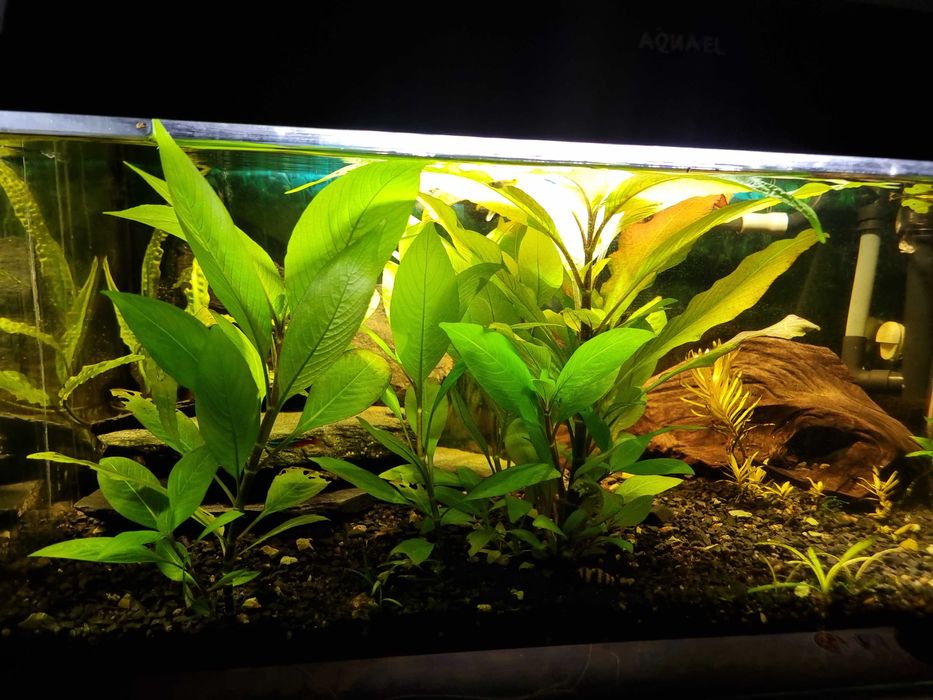 hygrophila corymbosa