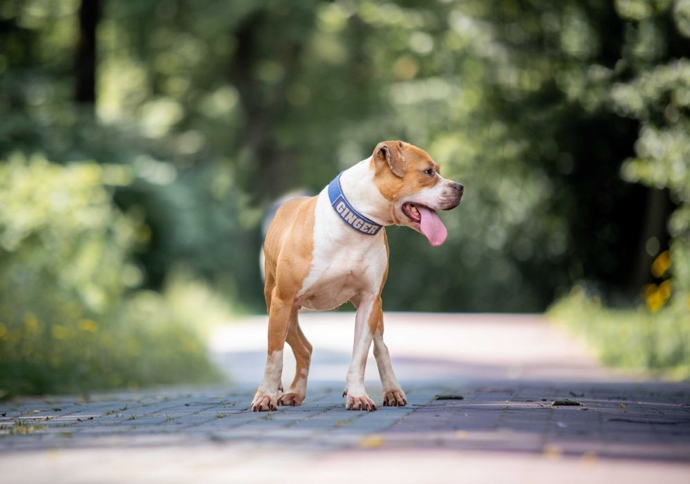 Odmień los pitbullki Ginger