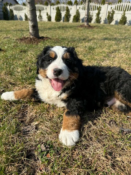 Szczeniaki Berneński Pies Pasterski