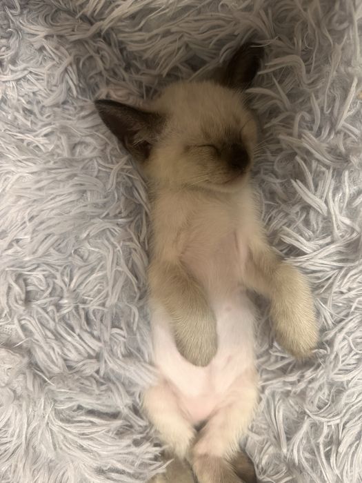 Продам сиамских котят