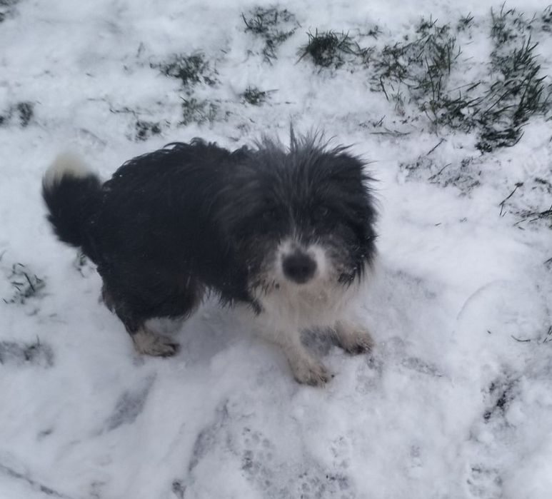 Віддам безкоштовно в добрі руки