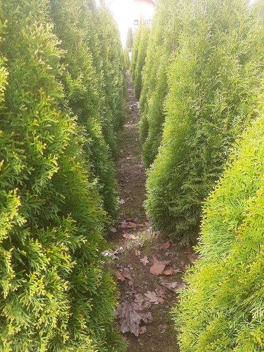 Tuja Szmaragd, Thuja Smaragd, żywotnik, żywopłot
