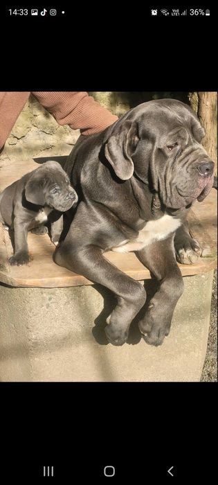 Кане-корсо шукають сім'ю