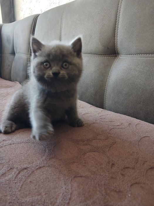 Кошенята шотландські