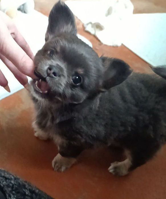 Чарівний хлопчик чихуахуа, шукає наречену