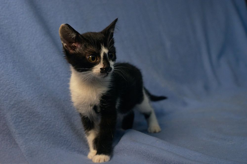 Ласковая нежная кошечка 2.5 месяца ищет Семью и Дом