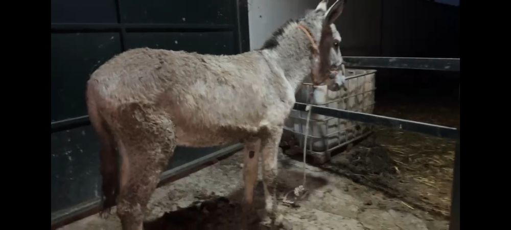 Vendo Burro Andaluz 5 anos Burro cobridor
