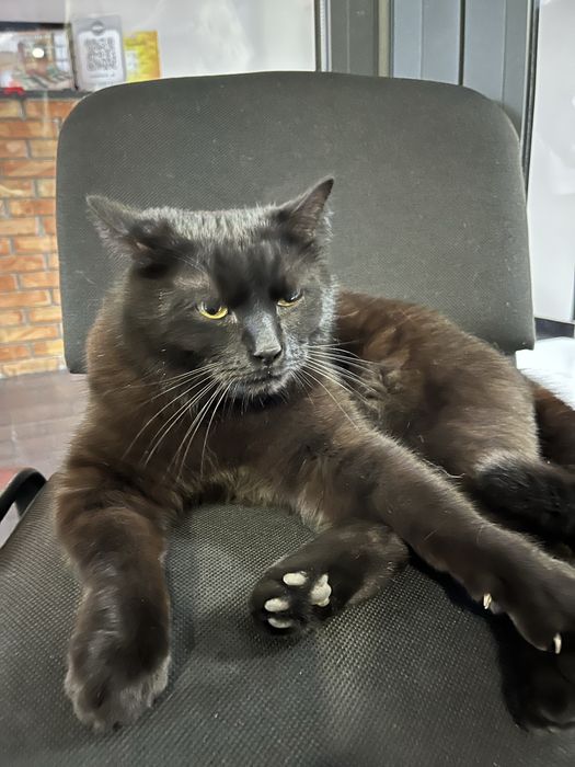 Знайшовся чорний кіт