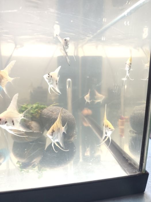 Escalares juvenis