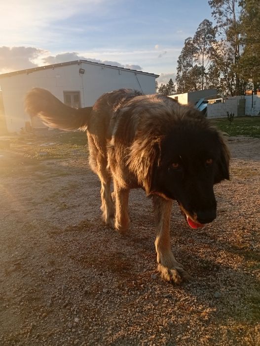 Cão serra da estrela fêmea