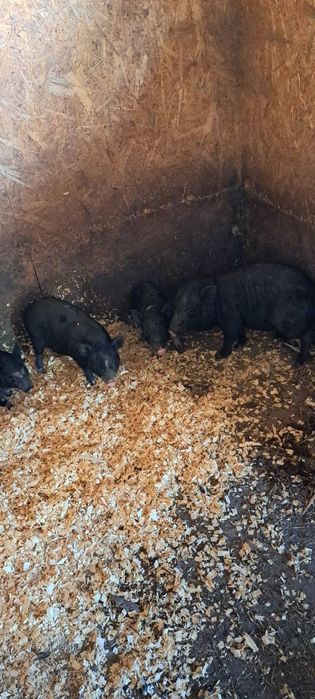 Вьетнамские поросята