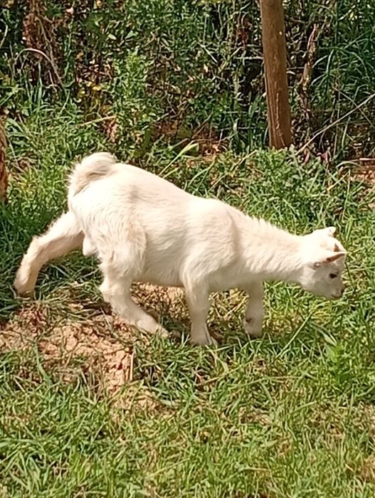 Cabra anã macho 2, 5 meses branco