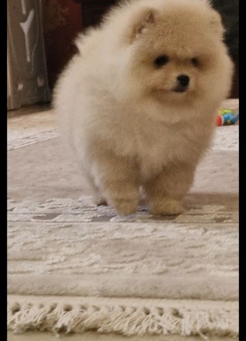 Померанський шпиц  мальчик