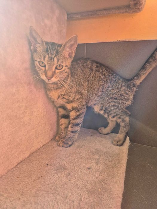 Michalinka do adopcji
