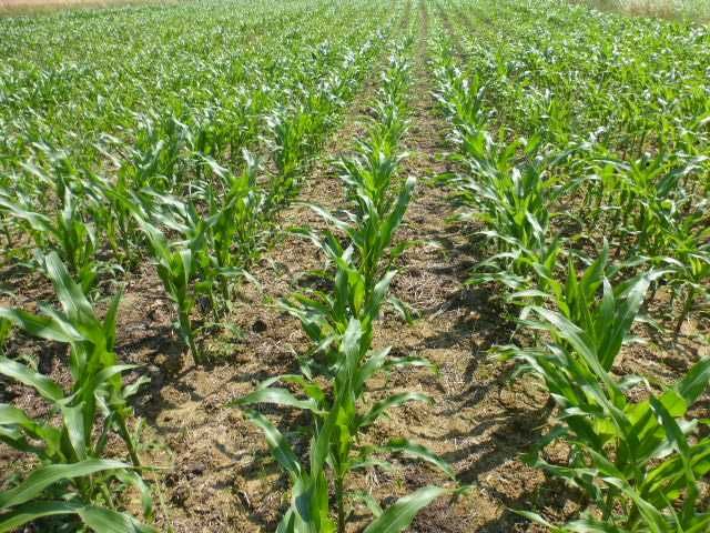 Pole orne sprzedam klasy II