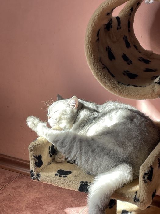 Породистая кошечка ищет дом