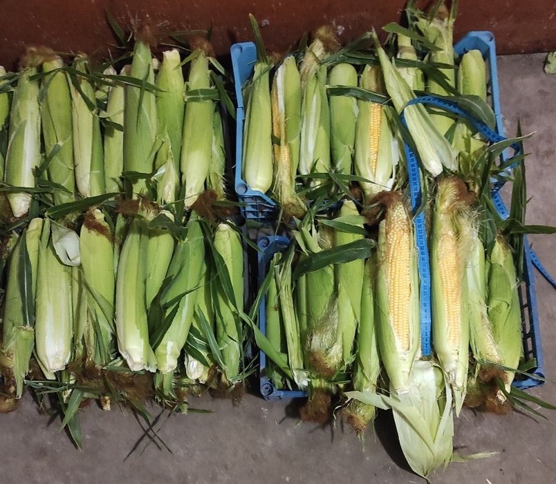 Продам  супер солодку кукурудзу