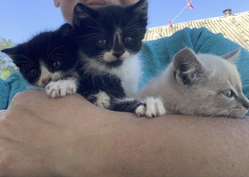 Віддаємо в добрі руки котиків