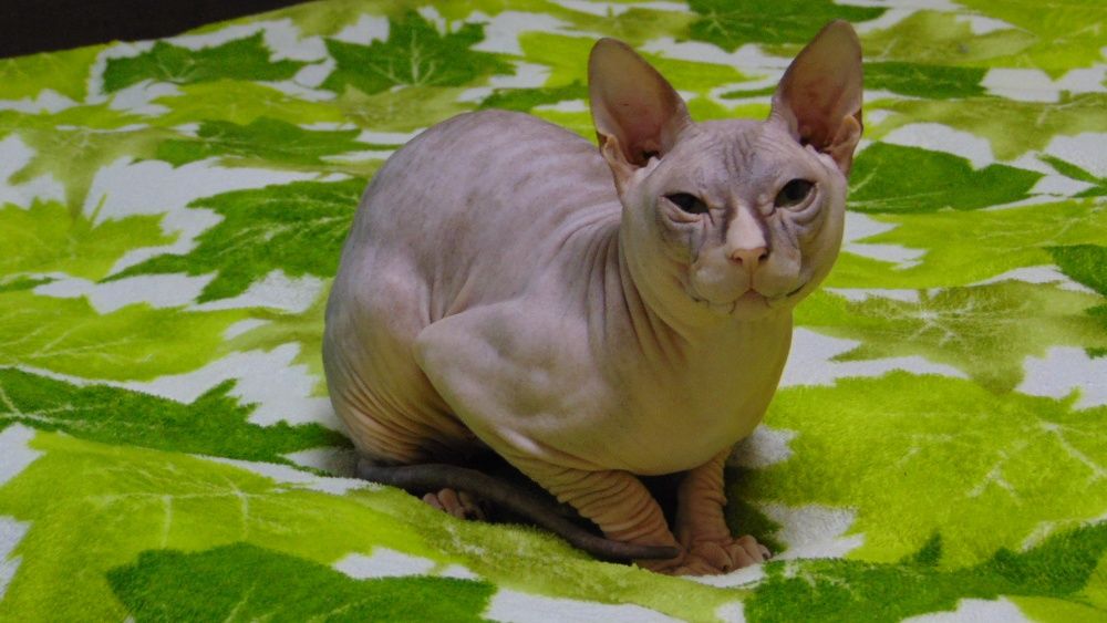 вязка донской сфинкс