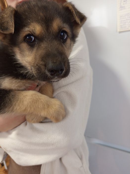 Продаются маленькие щенки