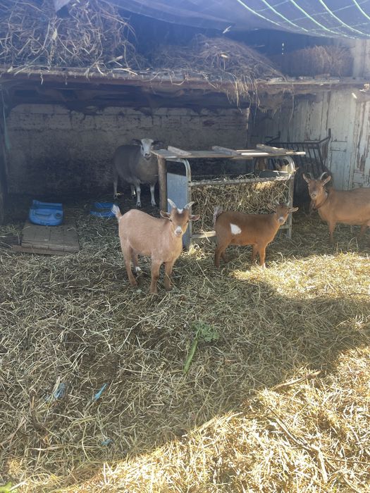Casal anao para mudar de pasto