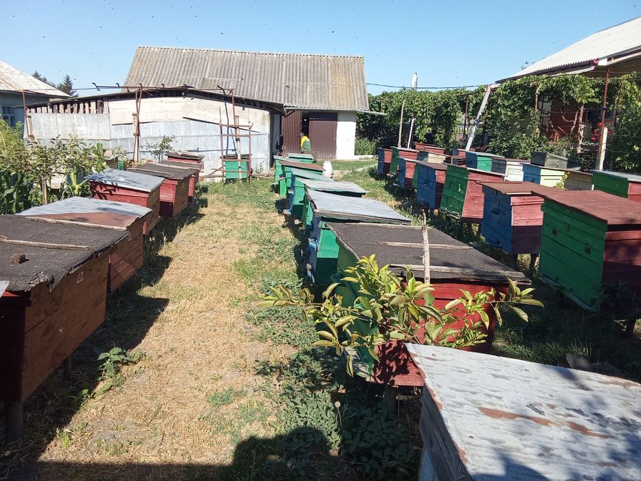 Продам бджоли вулики