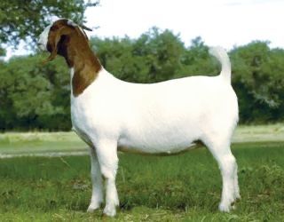 Племені козенята від 7500