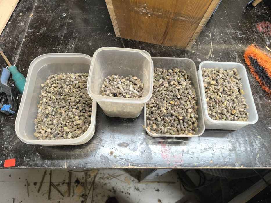 Kokony pszczoły murarki