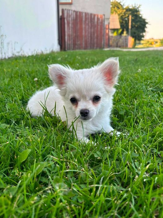 Chihuahua długowłosa