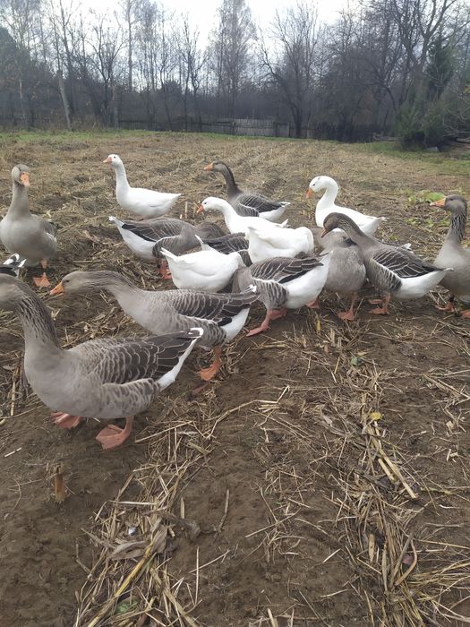 Гуси велика сіра