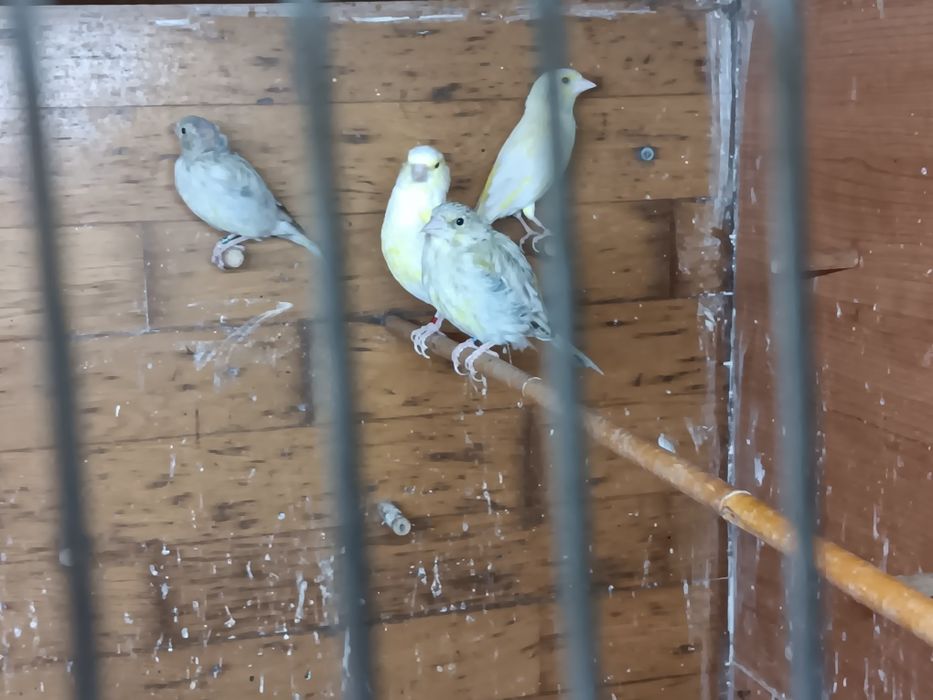 Magelanicos e cardinalitos