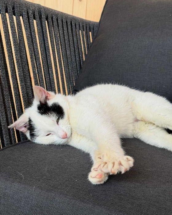 Сара, метис кіт, шукає дім | Центр адопції Зачин