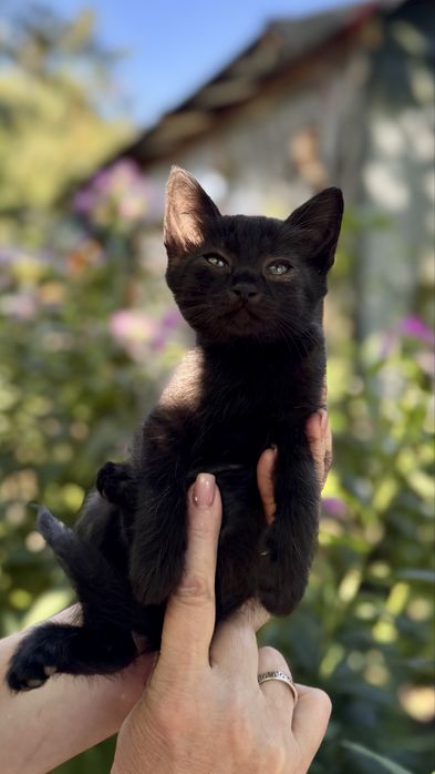 Котята ищут дома / кошенята шукають домівки